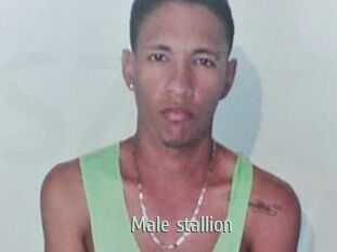 Male_stallion