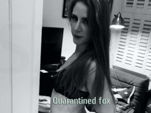 Quarantined_fox