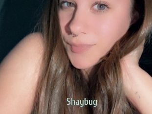 Shaybug
